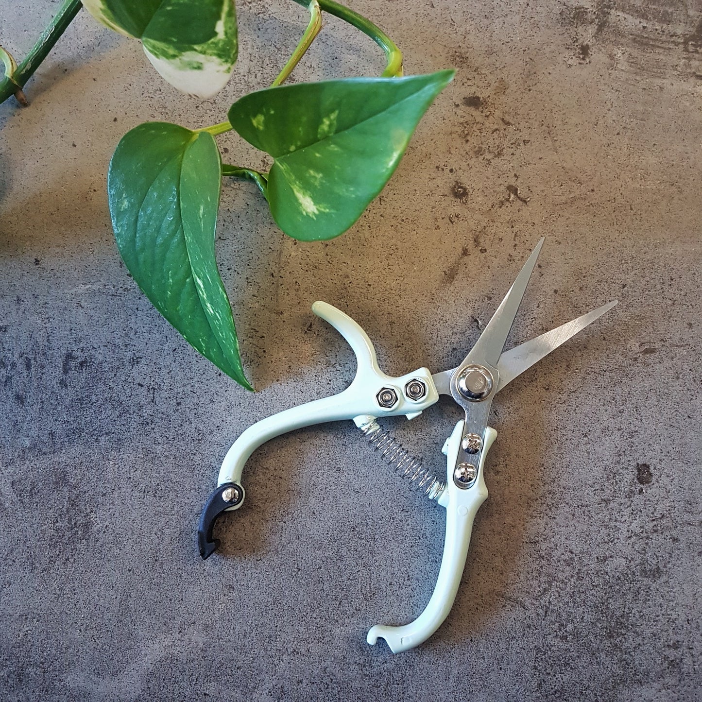 Garden Snips