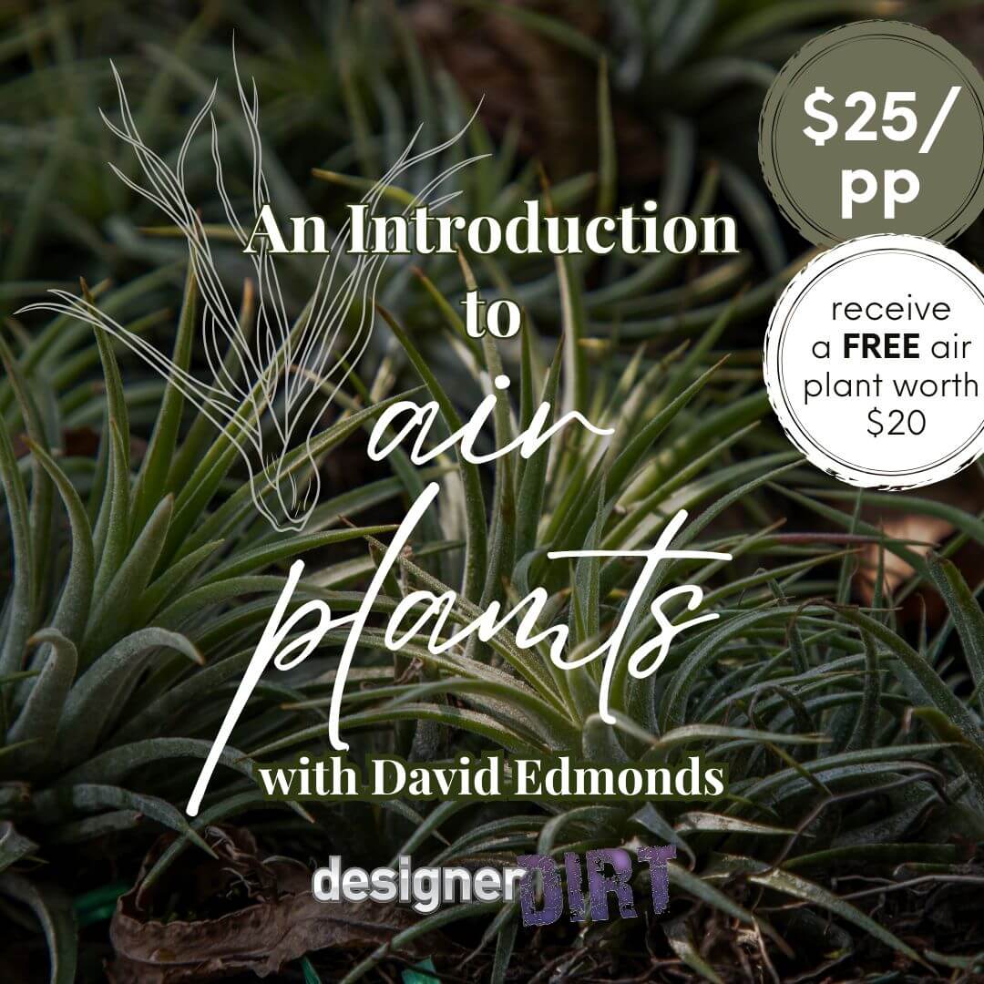 An Introduction to Air Plants - with David Edmonds  - Saturday 21st November 10 - 11am