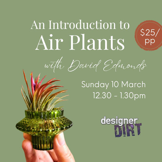 An Introduction to Air Plants - with David Edmonds  - Sunday 10th March 12.30 - 1.30pm