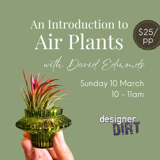 An Introduction to Air Plants - with David Edmonds  - Sunday 10th March 10 - 11am