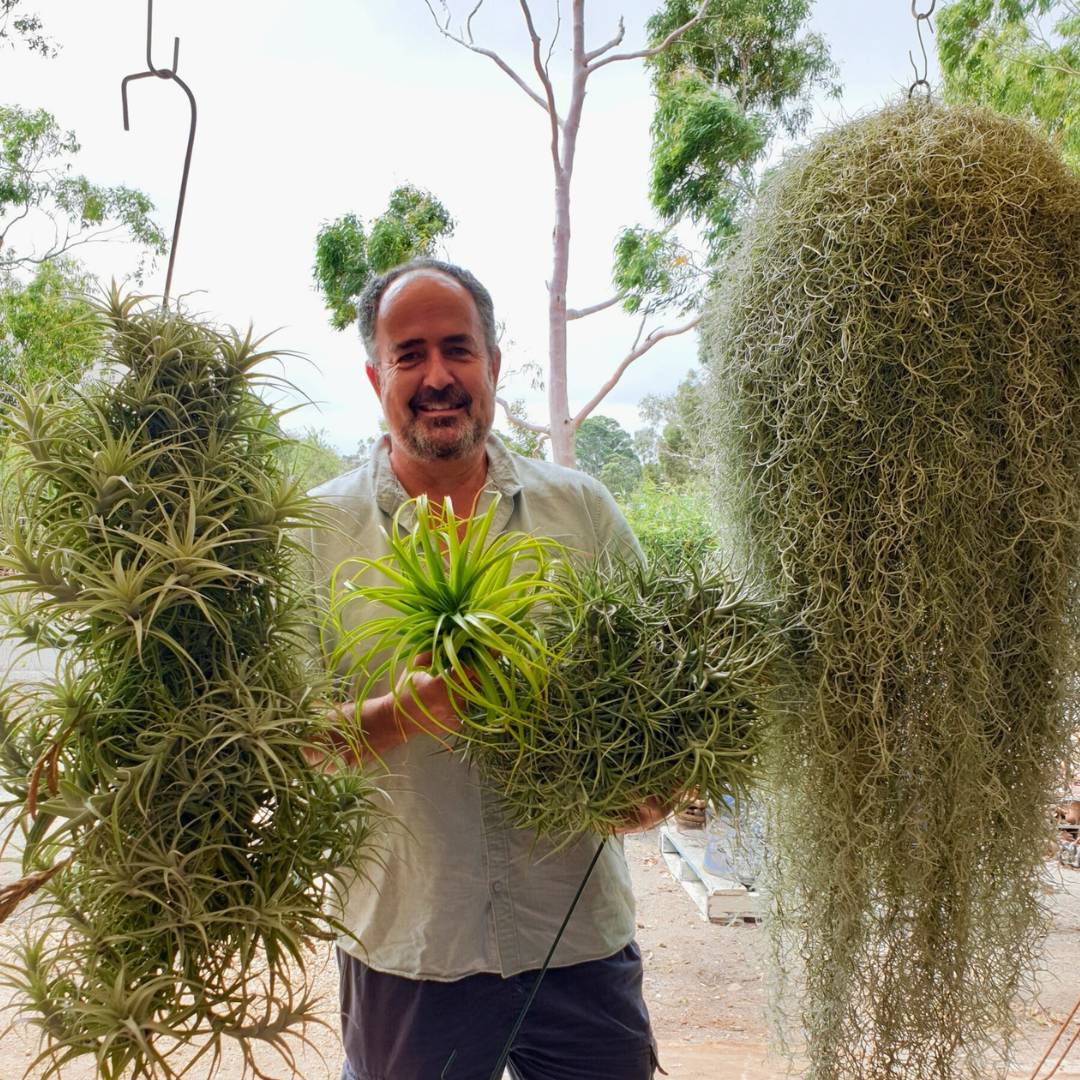 An Introduction to Air Plants - with David Edmonds  - Sunday 10th March 10 - 11am