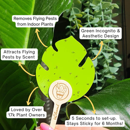 uBloomd Green sticky traps