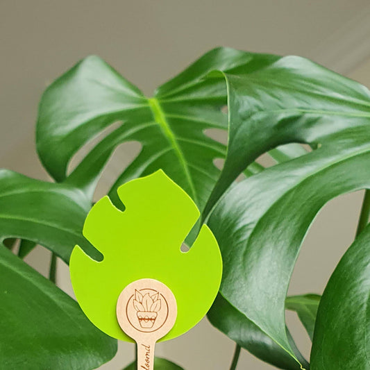 A green sticky trap with a wooden stake for catching fungal gnats and other plant pests in front of healthy Monstera leaves