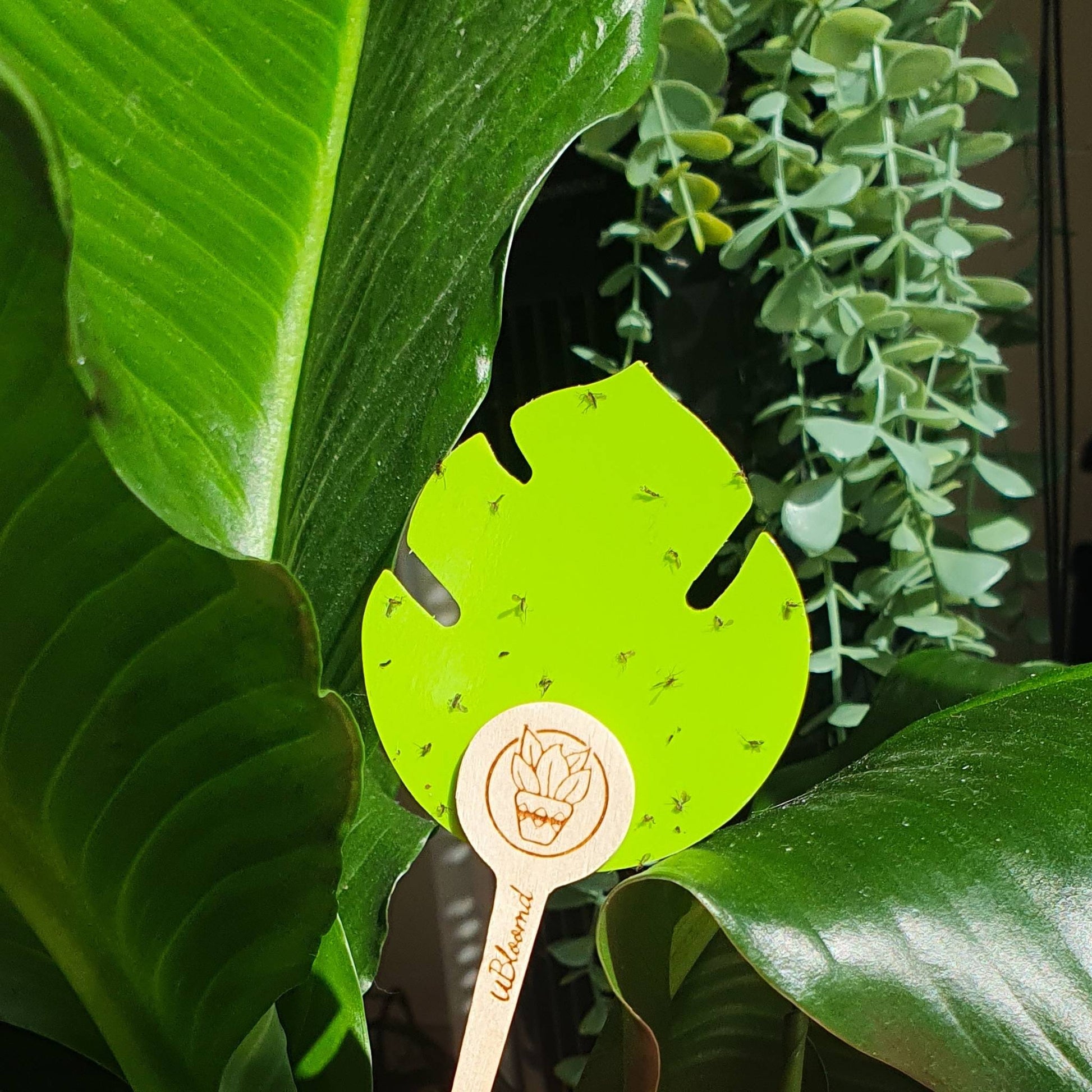 A green sticky trap on a timber stake that has caught some fungal gnats in front of some healthy greenery