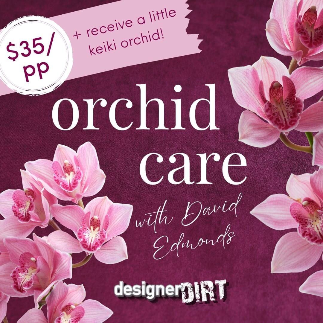 Orchid Care Workshop - with David Edmonds  - Saturday 21st November 1 - 2pm