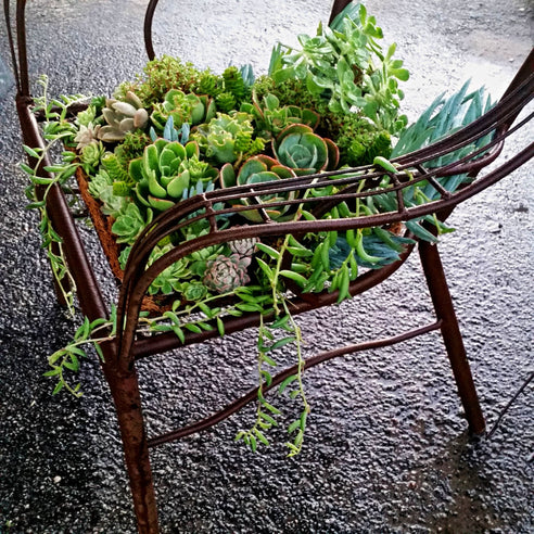 Rust painted metal chair planted with succulents by Jane Michael, Designer Dirt in Albany, Western Australia 2017.jpg