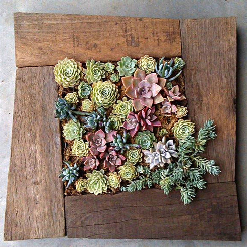 Succulent wall planter with recycled timber by Jane Michael, Designer Dirt in Albany, Western Australia 2017.jpg