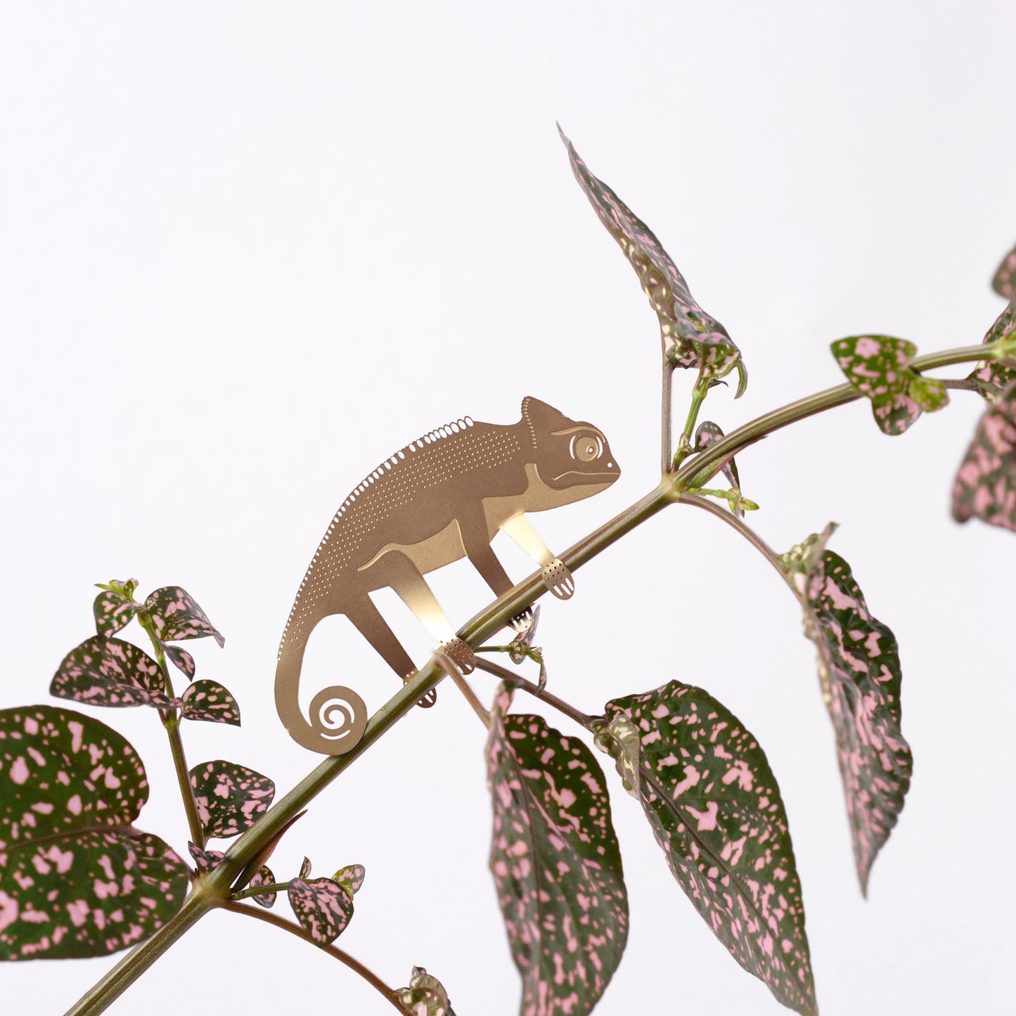 Brass plant animal - Chameleon