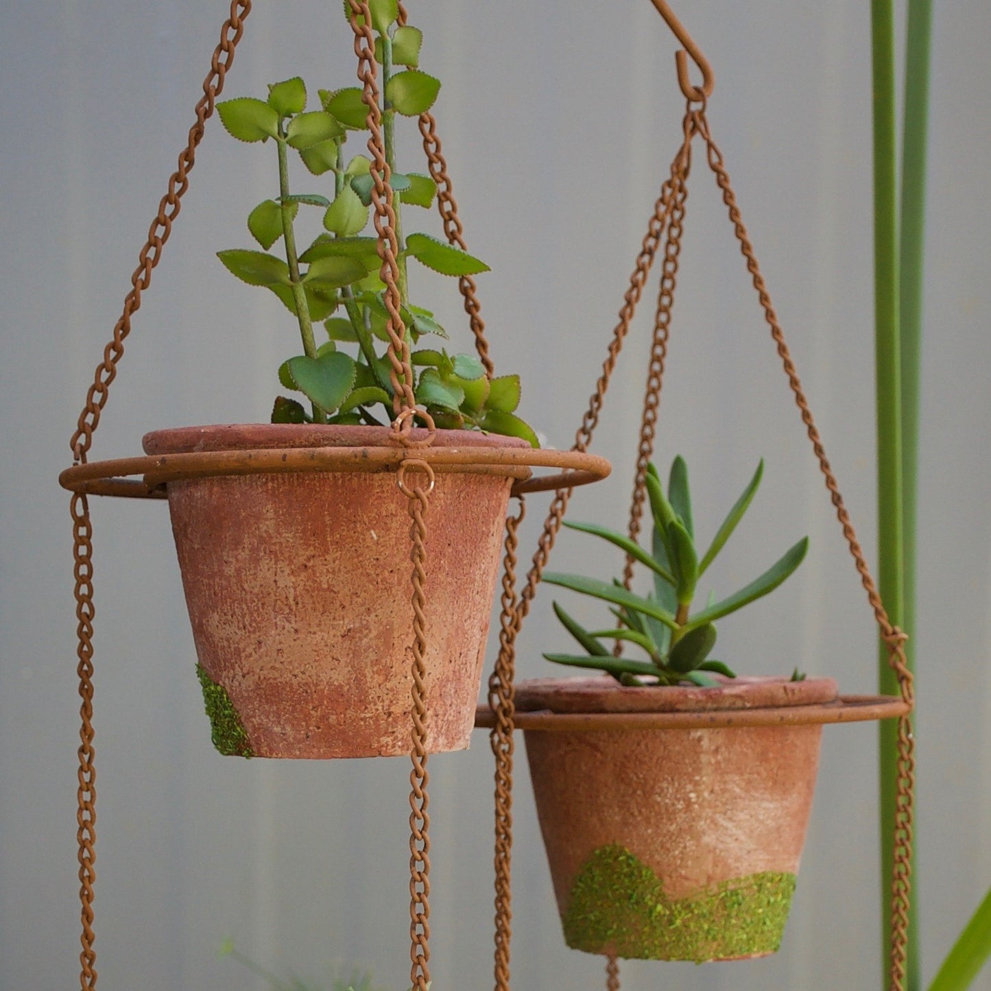 Small rustic terracotta pots with artificial moss